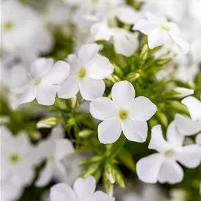 Phlox paniculata Early White