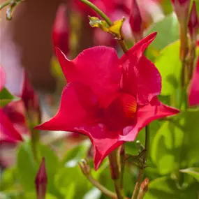 Dipladenia sanderiana Sundavilla 