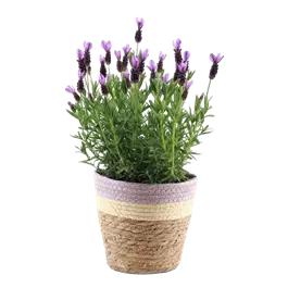 Lavendel im Pastelltopf