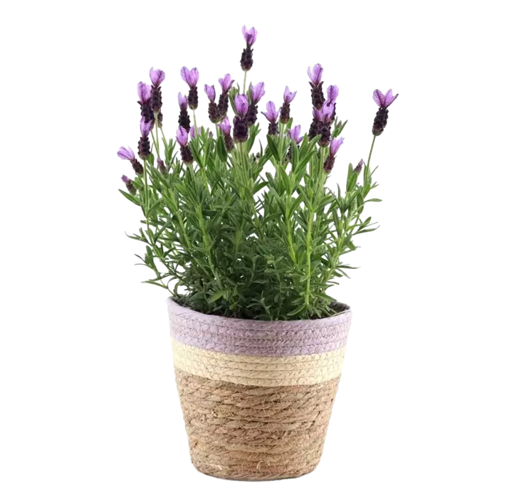 Lavendel im Pastelltopf