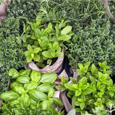 Biogarten Küchenkräuter