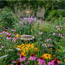 Regionale Staudenvielfalt