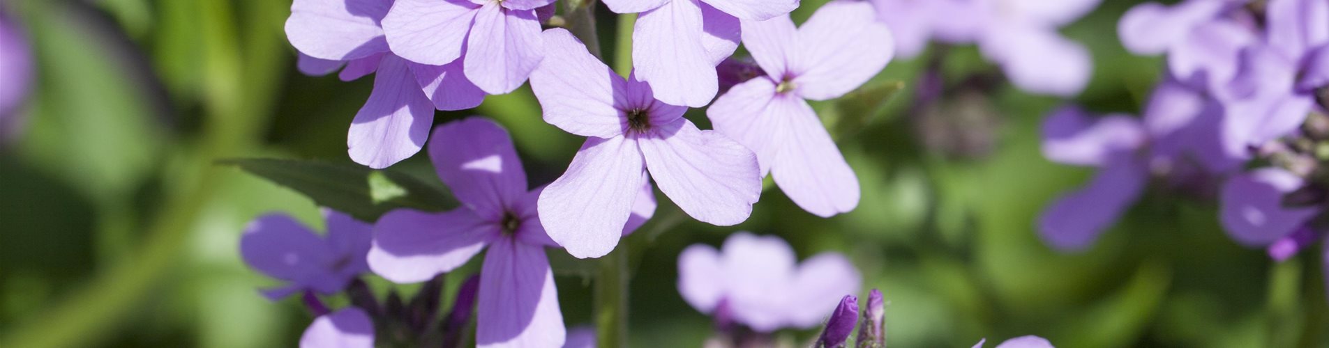 Seite 8 - Lila Nachtviole (2)