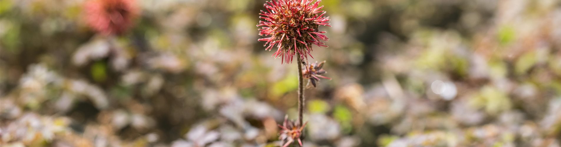 Seite 9 - Rasenersatzstaude (2)