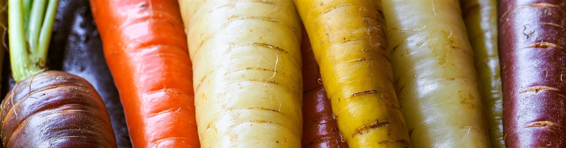 Seite 2 - Karotte bunt-142-2045-3555-761