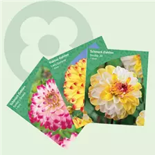 Blumenzwiebeln Dahlie