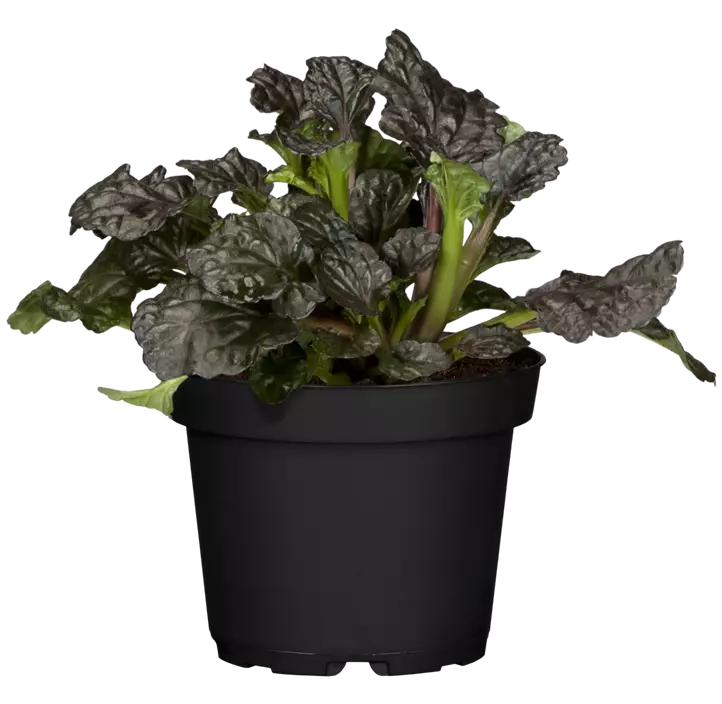 Garten-Günsel 'Burgundy Glow'