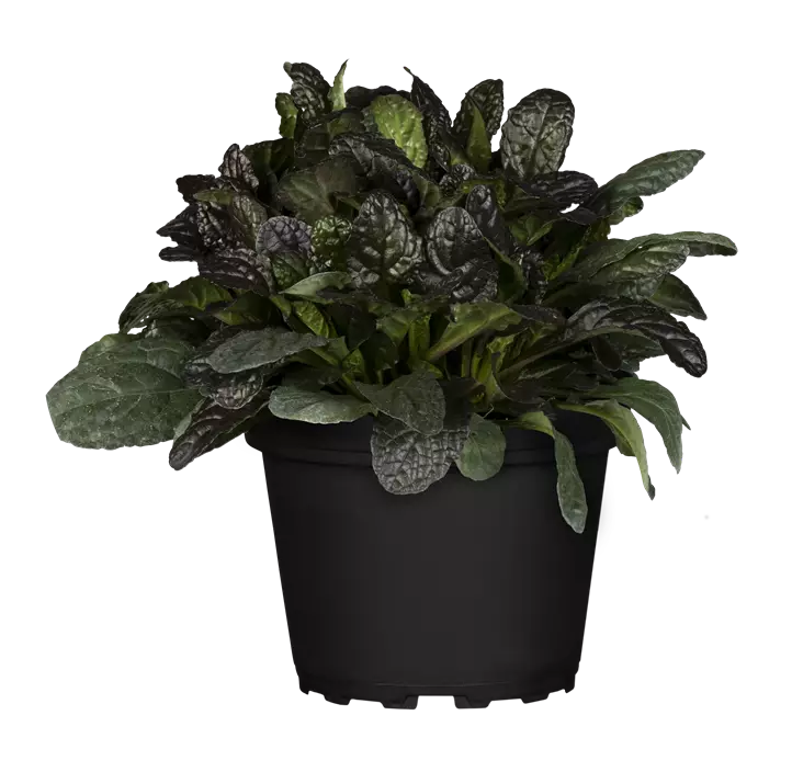 Garten-Günsel 'Burgundy Glow'