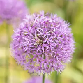 Allium XXL