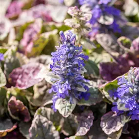 Ajuga reptans Burgundy Glow