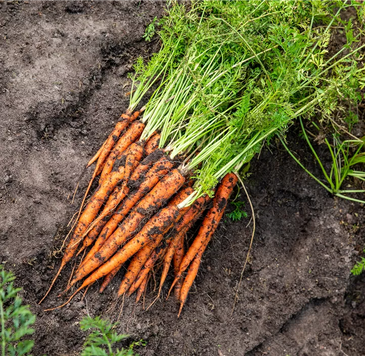 Gartenmöhre