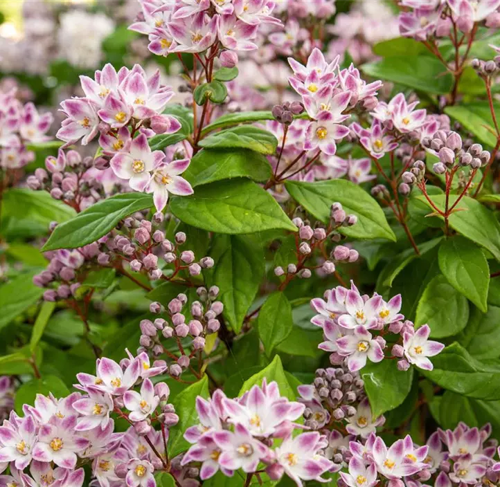 Rosa Sternchenstrauch 'Pink Cloud'