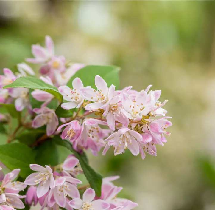 Rosa Sternchenstrauch 'Pink Cloud'