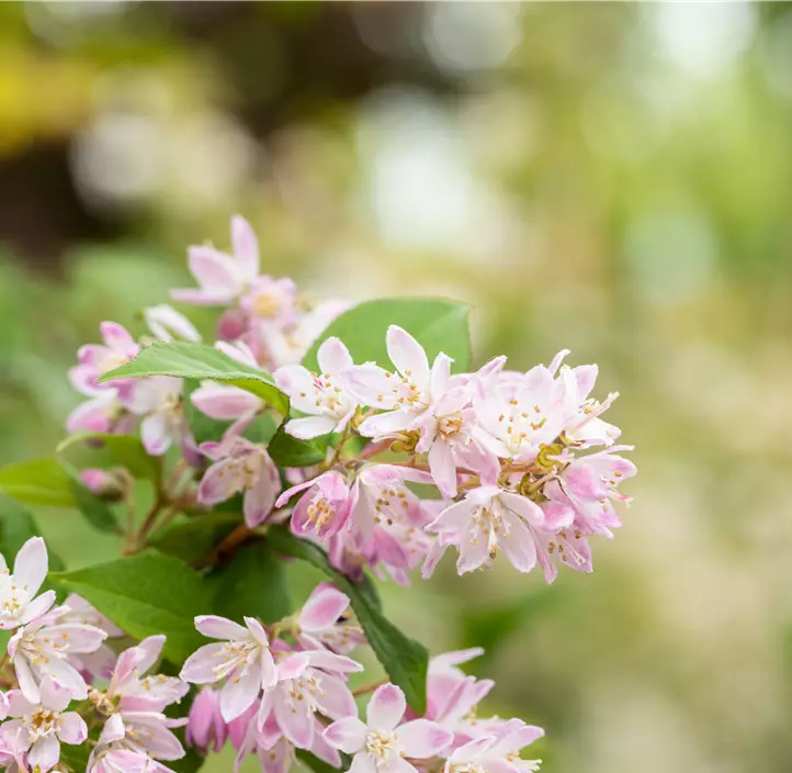 Rosa Sternchenstrauch 'Pink Cloud'
