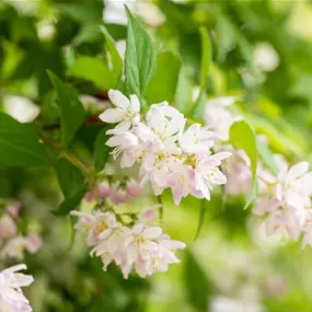Deutzia Million Stars Pink Cloud