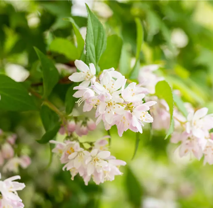 Rosa Sternchenstrauch 'Pink Cloud'