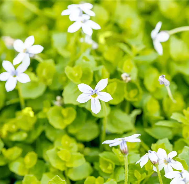 Garten-Scheinlobelie 'Dark Blue'