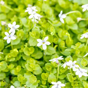 Isotoma fluviatilis Dark Blue