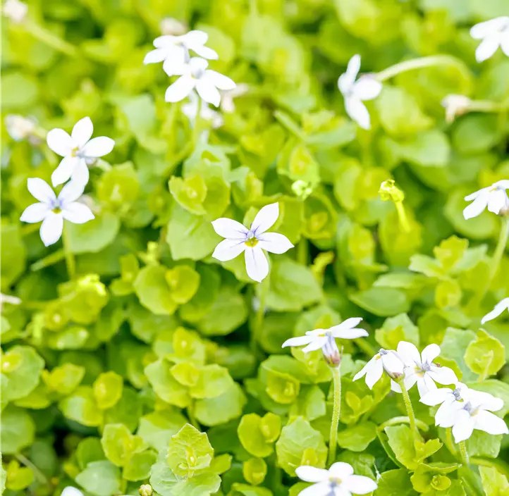 Garten-Scheinlobelie 'Dark Blue'