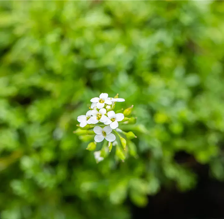 Gämskresse 'Crystal Carpet'