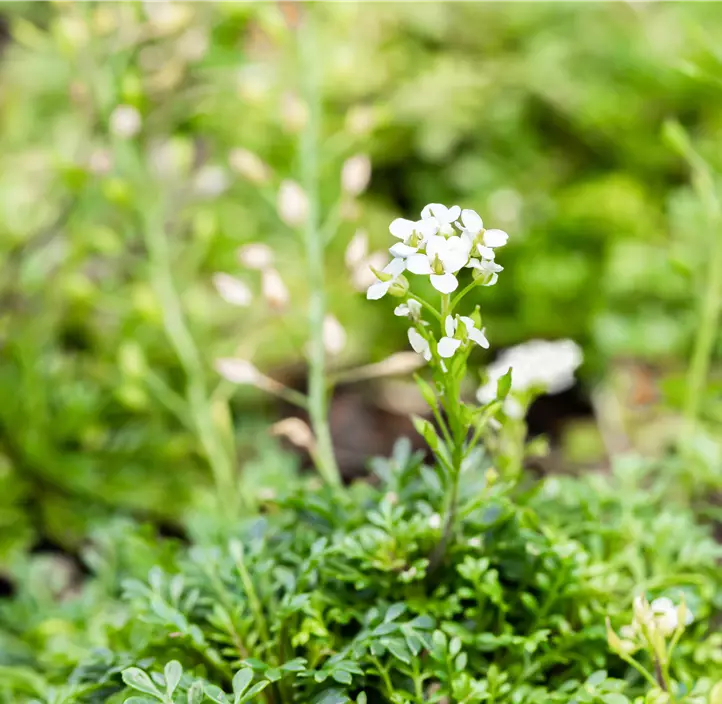 Gämskresse 'Crystal Carpet'