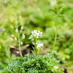Pritzelago alpina Crystal Carpet