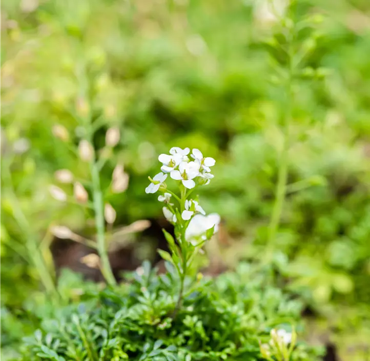 Gämskresse 'Crystal Carpet'