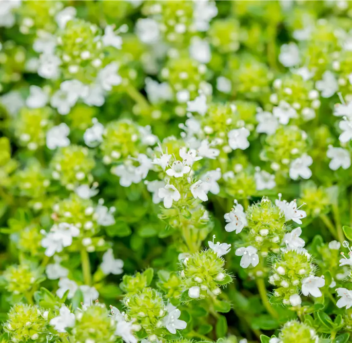Frühblühender Thymian 'Albiflorus'