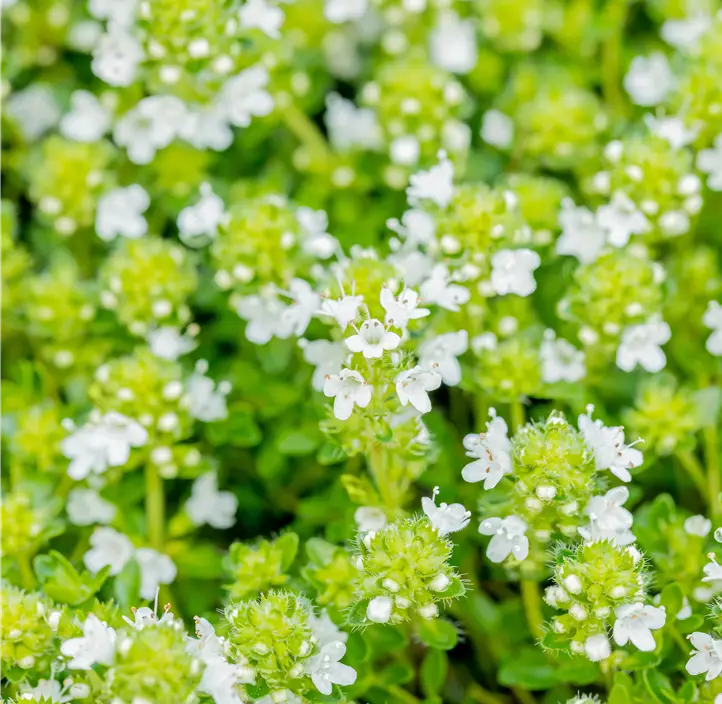 Frühblühender Thymian 'Albiflorus'