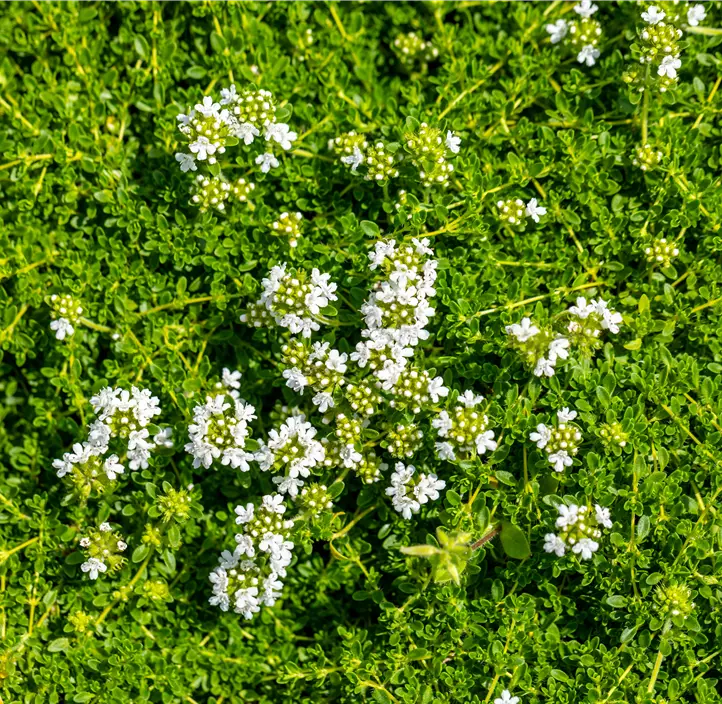 Frühblühender Thymian 'Albiflorus'