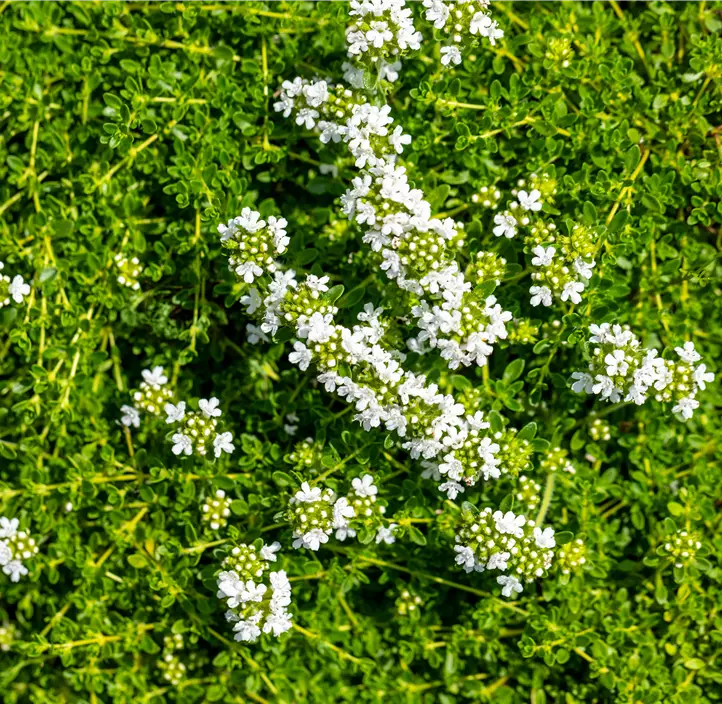 Frühblühender Thymian 'Albiflorus'