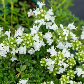 Thymus praecox Albiflorus