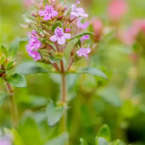 Thymus praecox Coccineus