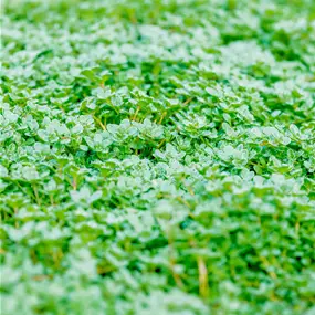 Thymus praecox Minor