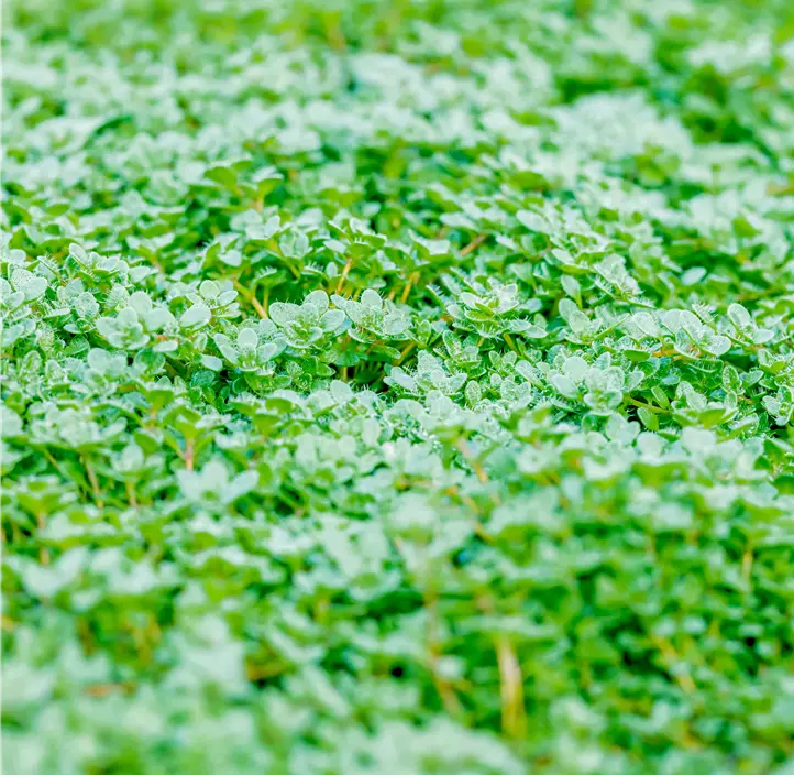 Zwergiger Thymian 'Minor'