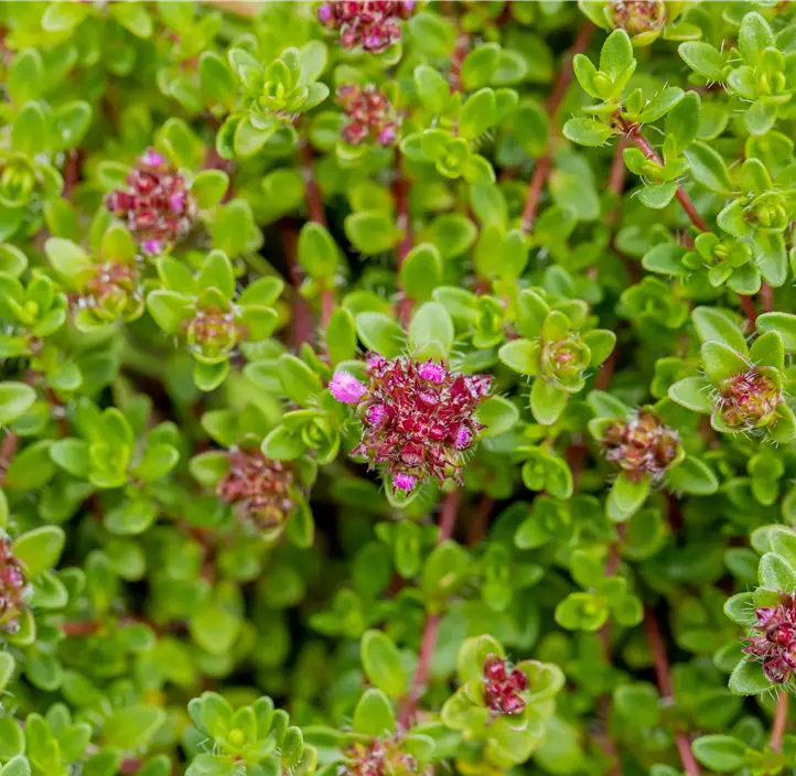 Garten-Thymian 'Purple Beauty'