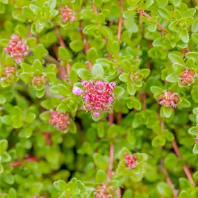 Thymus praecox Purple Beauty