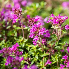 Thymus praecox Red Carpet