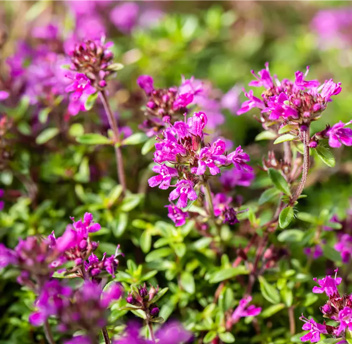 Garten-Thymian 'Red Carpet'