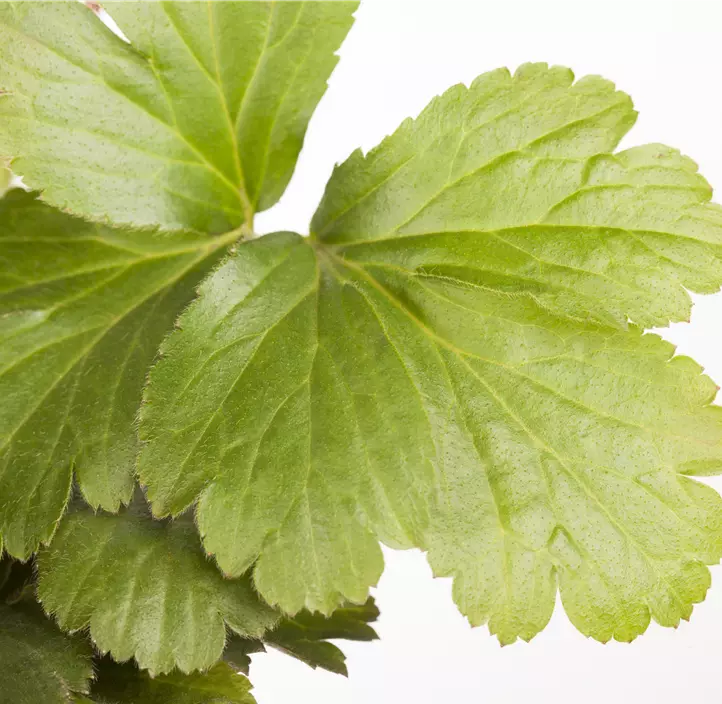 Dreiblättrige Waldsteinie