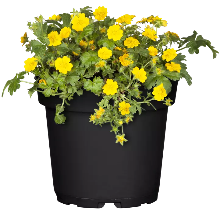 Dreiblättrige Waldsteinie