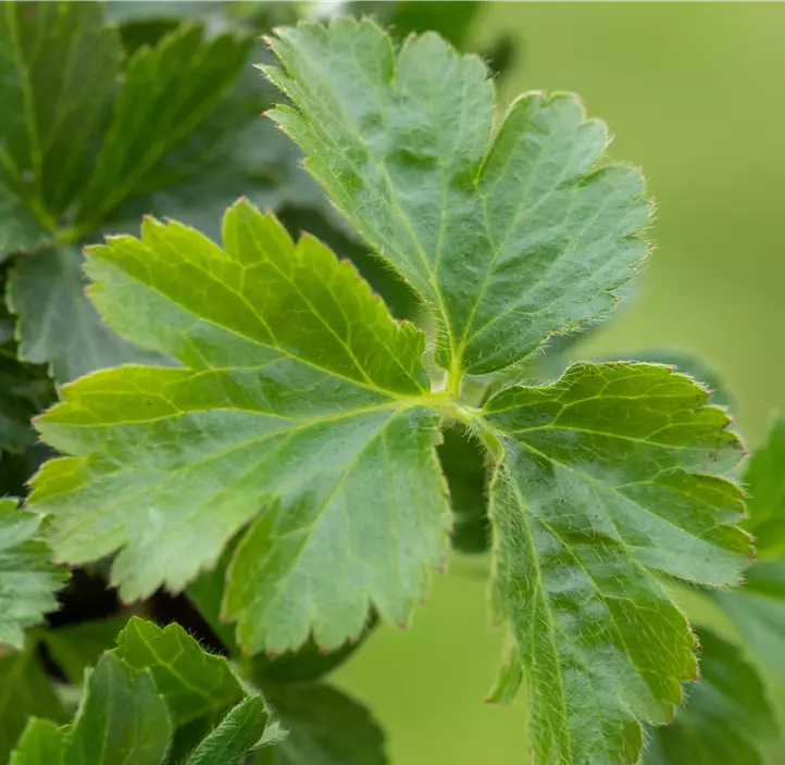 Dreiblättrige Waldsteinie