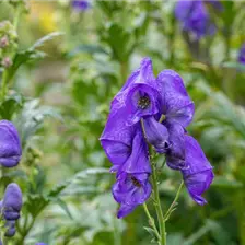 Exklusive Staudenvielfalt