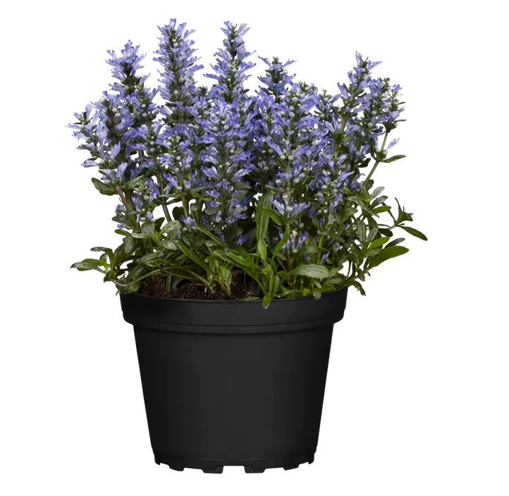 Rotblättriger Garten-Günsel 'Chocolate Chip'