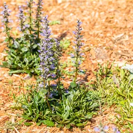 Ajuga reptans Chocolate Chips