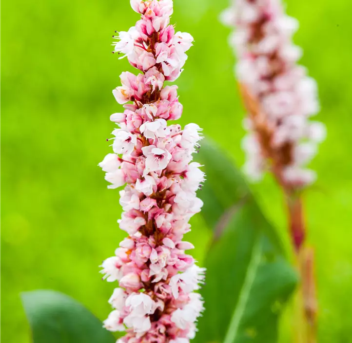 Garten-Schneckenknöterich 'Superbum'