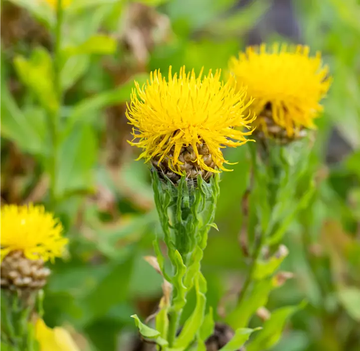 Gelbblühende Riesen-Flockenblume