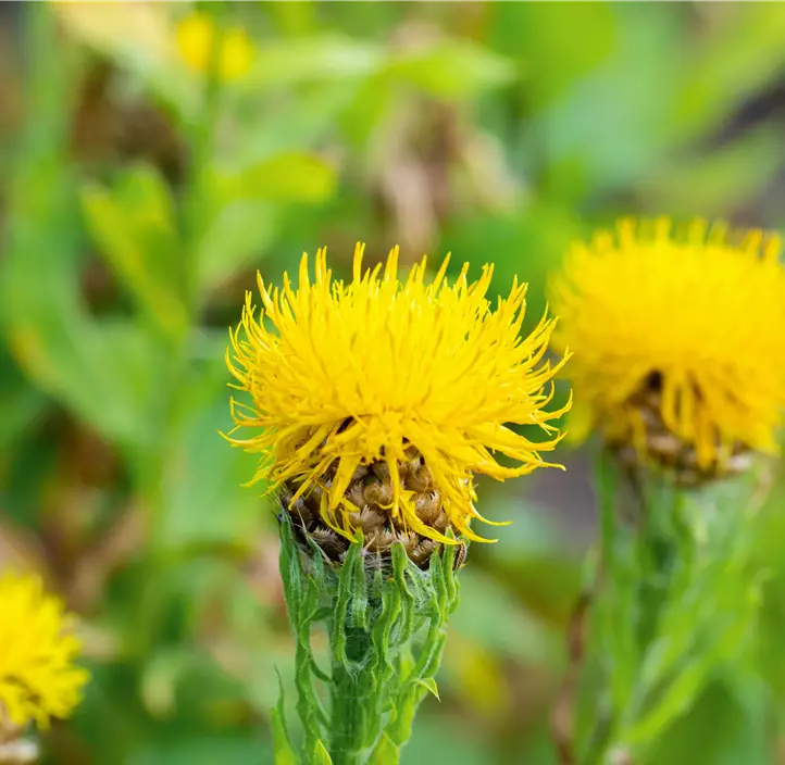 Gelbblühende Riesen-Flockenblume