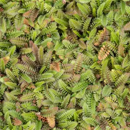 Cotula squalida ‚Platt´s Black‘