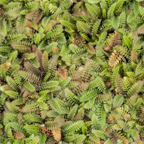 Cotula squalida ‚Platt´s Black‘